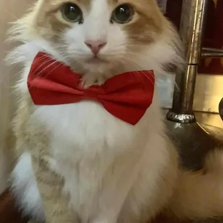 شقة Piazzaitaliasuite Con Terrazza كالياري